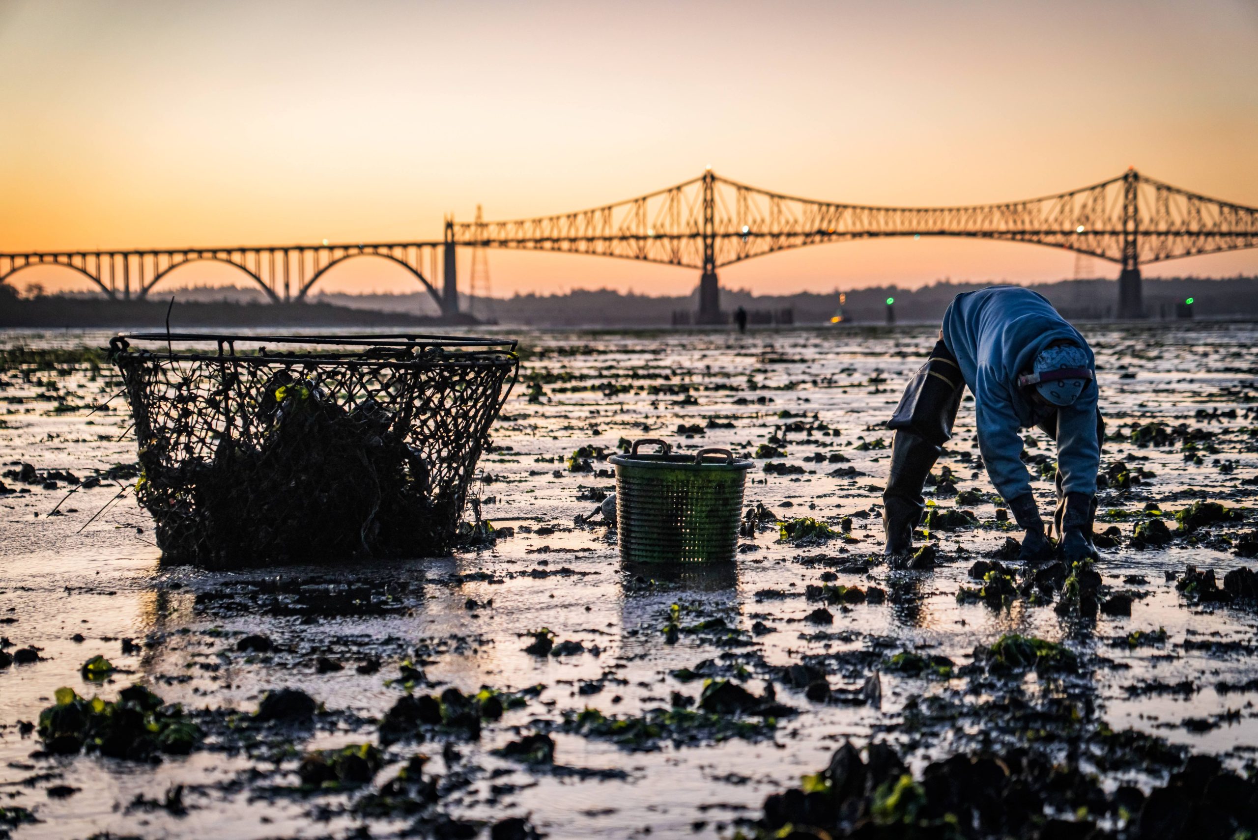 Oysters harvested at sunset on Coos Bay, Oregon. Farmers for Clausen Oysters.