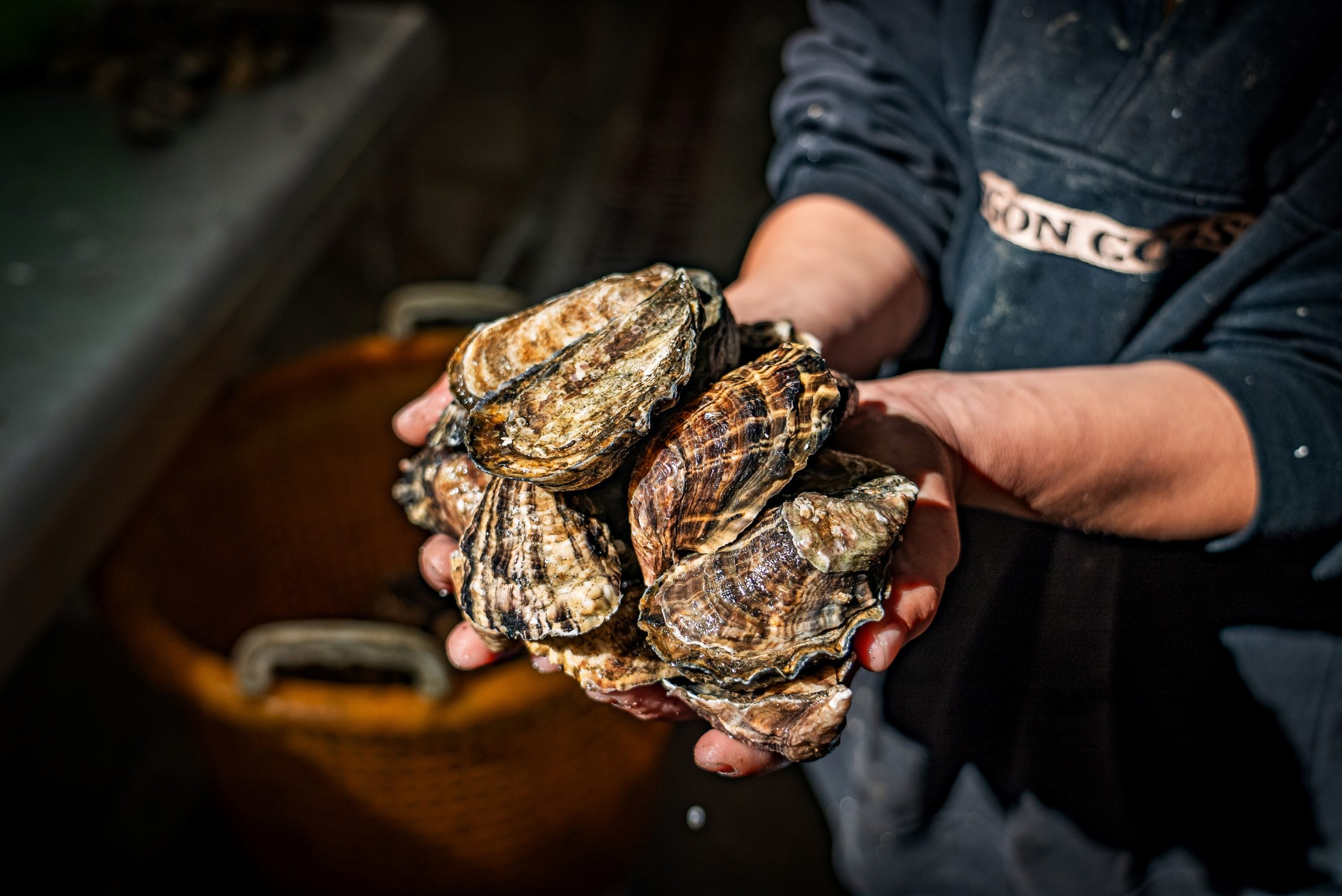 Clausen Moonrock Oysters held in two hands